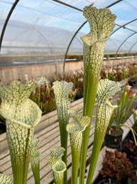 Sarracenia LPJA 021 «Llorona»