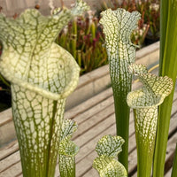 Sarracenia LPJA 021 «Llorona»