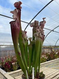 Sarracenia LPJA 026 «Christina Queen»