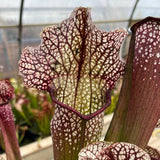 Sarracenia LPJA 026 «Christina Queen»