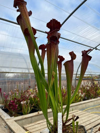 Sarracenia LPJA 027 «Wiskey Sour»