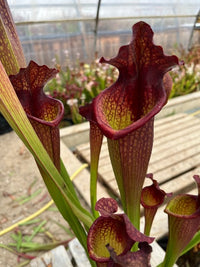Sarracenia LPJA 027 «Wiskey Sour»