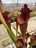 Sarracenia LPJA 027 «Wiskey Sour»