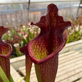 Sarracenia LPJA 027 «Wiskey Sour»