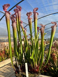 Sarracenia LPJA 029 «Gâchette love»