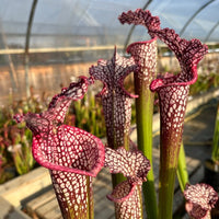 Sarracenia LPJA 029 «Gâchette love»