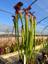 Sarracenia LPJA 030 «red-Lithops»