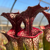Sarracenia LPJA 030 «red-Lithops»