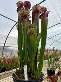 Sarracenia LPJA 032 «LPJA Osiris»