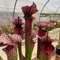 Sarracenia LPJA 032 «LPJA Osiris»