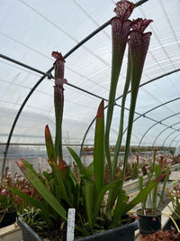 Sarracenia LPJA 036 «Dead Purple»