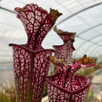 Sarracenia LPJA 036 «Dead Purple»