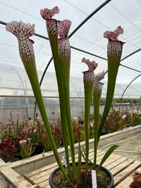 Sarracenia LPJA 037 «Griffon»