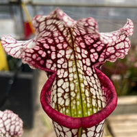 Sarracenia LPJA 037 «Griffon»