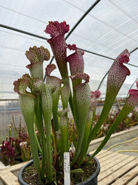 Sarracenia LPJA 039 «LipsCorne»