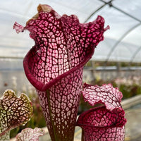 Sarracenia LPJA 039 «LipsCorne»