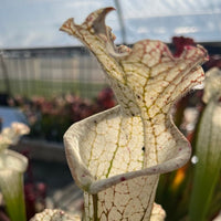 Sarracenia LPJA 041 «Boogey Man»