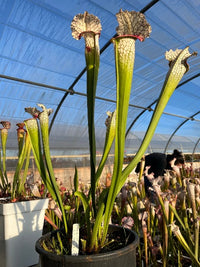 Sarracenia LPJA 043 «Amphisbene»