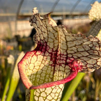 Sarracenia LPJA 043 «Amphisbene»