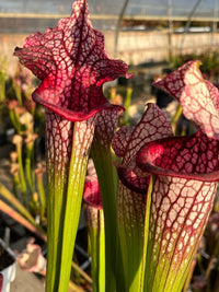 Sarracenia LPJA-044 