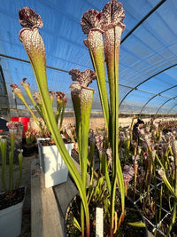 Sarracenia LPJA 045 «Balle de Golf»