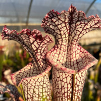 Sarracenia LPJA 045 «Balle de Golf»