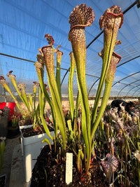 Sarracenia LPJA 047 «Ascender»