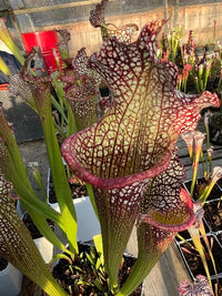 Sarracenia LPJA 047 «Ascender»