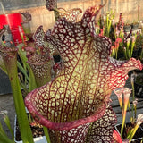 Sarracenia LPJA 047 «Ascender»