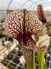 Sarracenia LPJA 050 «Buffalo Soldier»