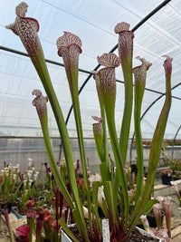 Sarracenia LPJA 052 « Bella White»