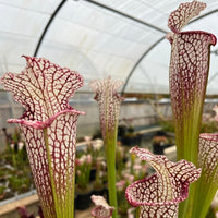Sarracenia LPJA 052 « Bella White»