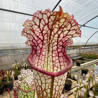 Sarracenia LPJA 054 «Paons »