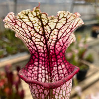 Sarracenia LPJA 055 «Vampire-Ex»
