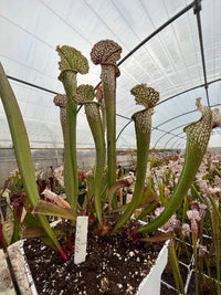 Sarracenia LPJA 056 «fire on lips»
