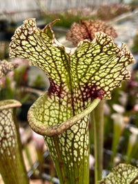 Sarracenia LPJA 056 «fire on lips»