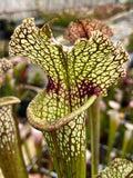 Sarracenia LPJA 056 «fire on lips»