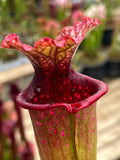 Sarracenia LPJA 059 «City Slicker»