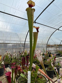 Sarracenia LPJA 061 «Quetzalcoatl»