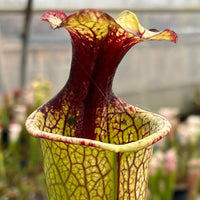 Sarracenia LPJA 061 «Quetzalcoatl»