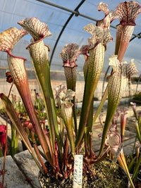 Sarracenia LPJA 064 «Tezcatlipoca»