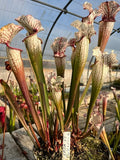 Sarracenia LPJA 064 «Tezcatlipoca»