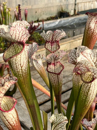 Sarracenia LPJA 064 «Tezcatlipoca»