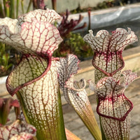 Sarracenia LPJA 064 «Tezcatlipoca»