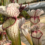 Sarracenia LPJA 064 «Tezcatlipoca»