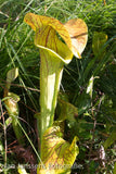 Sarracenia Flava  "Montgomery Country"