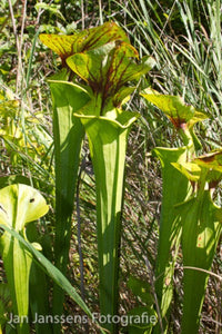 Sarracenia Flava  