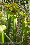Sarracenia Flava  "Montgomery Country"