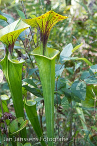 Sarracenia Flava  "Montgomery Country"