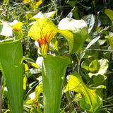 Sarracenia Flava  "Montgomery Country"